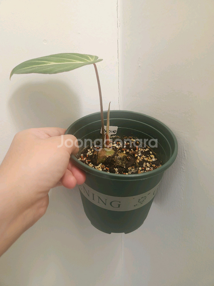 필로덴드론 남미 글로리오섬--1