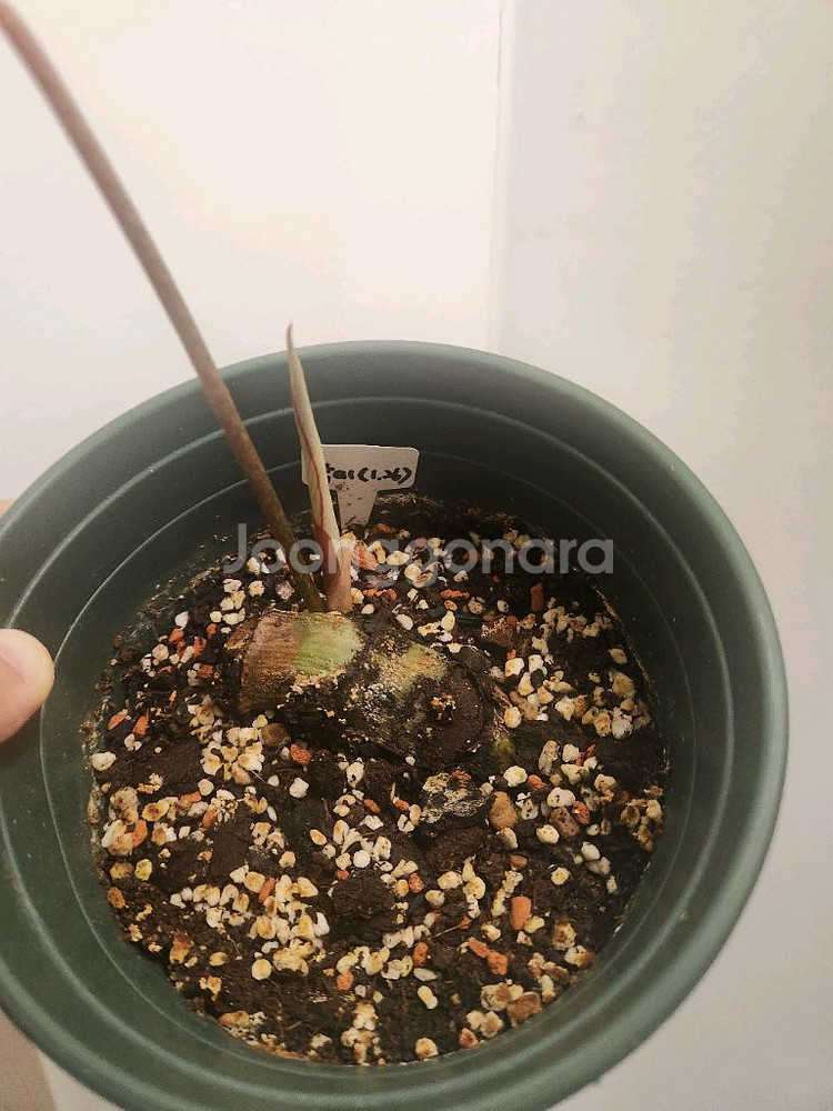 필로덴드론 남미 글로리오섬--2