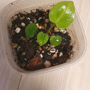 안스리움 다크마마x도리야끼 유모