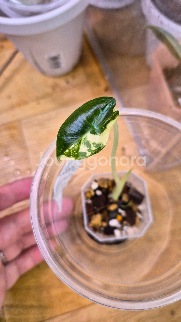 알로카시아 사리안 바리에가타--0