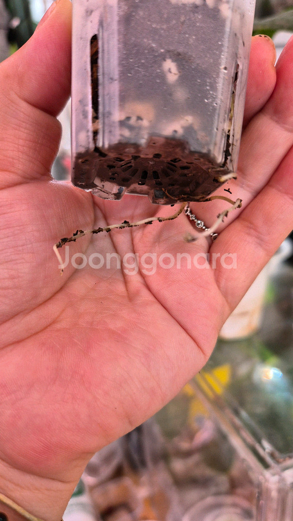 알로카시아 사리안 바리에가타--2