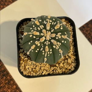 투구선인장/ 투구 (불꽃모양)