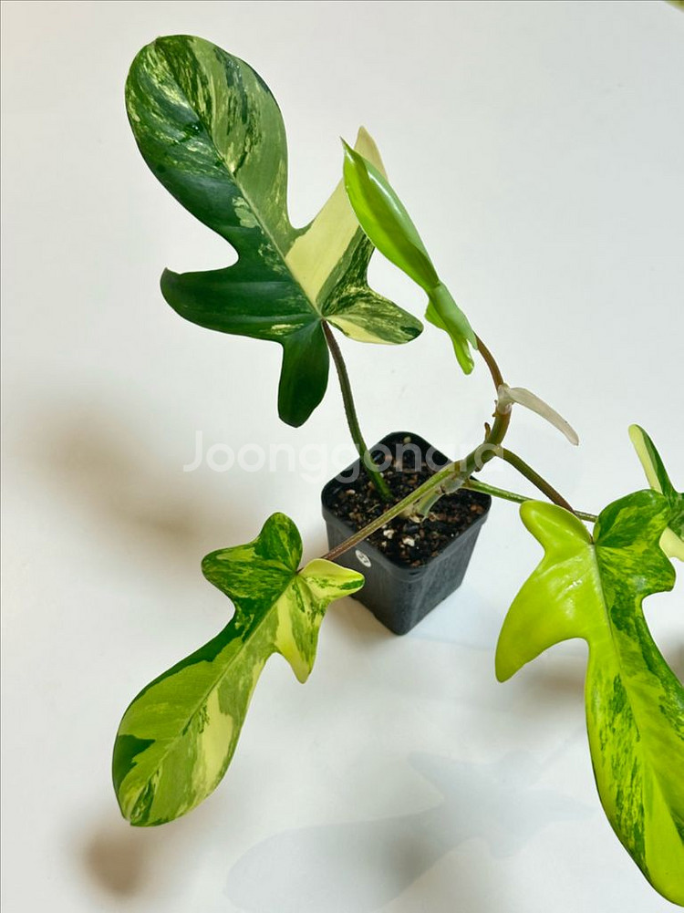 필로덴드론 플로리다 뷰티 바리에가타--0