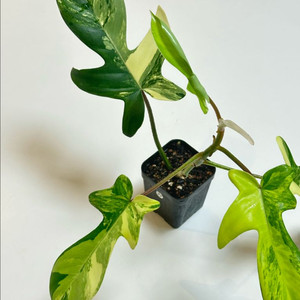 필로덴드론 플로리다 뷰티 바리에가타