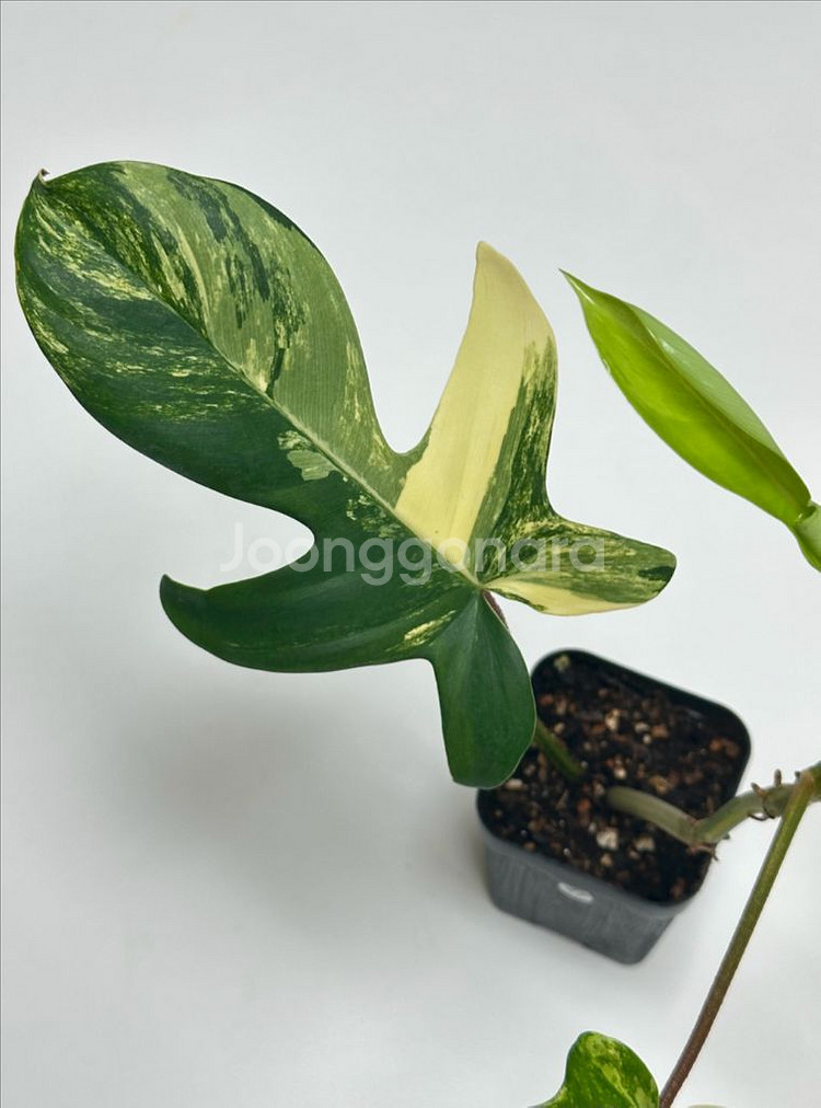 필로덴드론 플로리다 뷰티 바리에가타--2