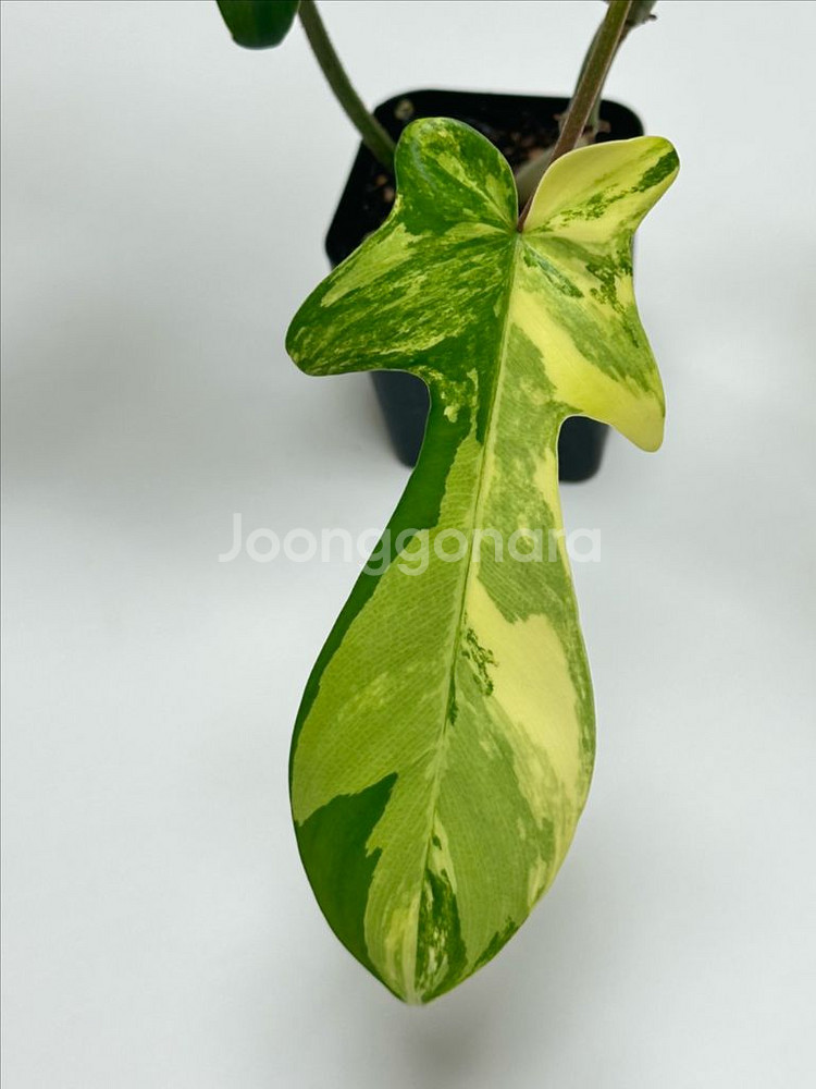 필로덴드론 플로리다 뷰티 바리에가타--4