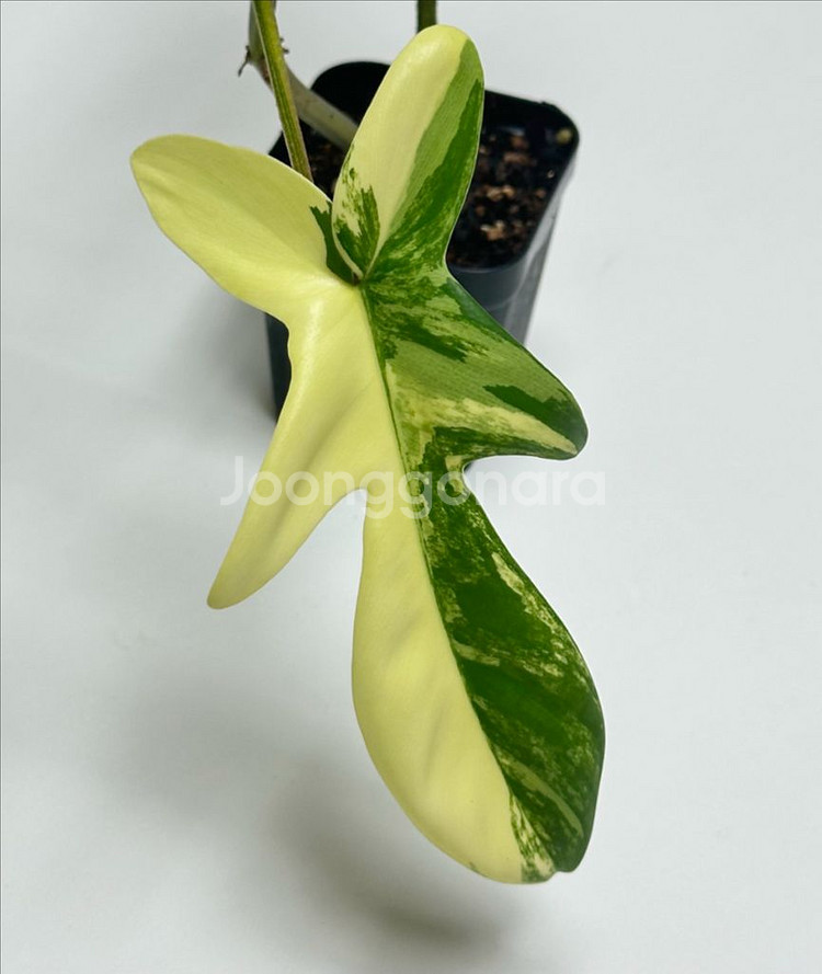 필로덴드론 플로리다 뷰티 바리에가타--3