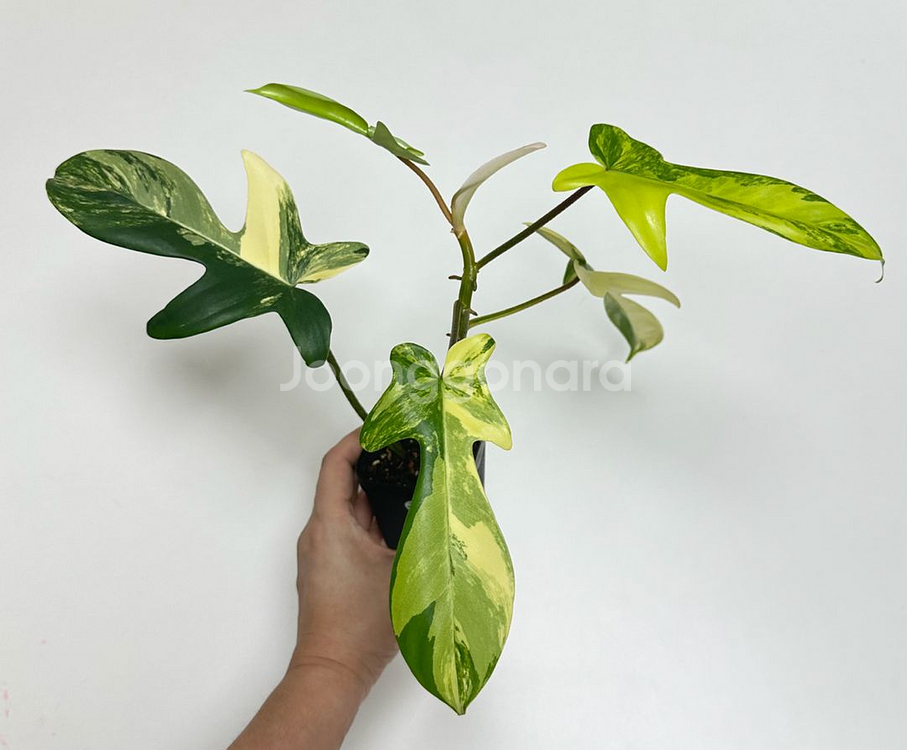 필로덴드론 플로리다 뷰티 바리에가타--1