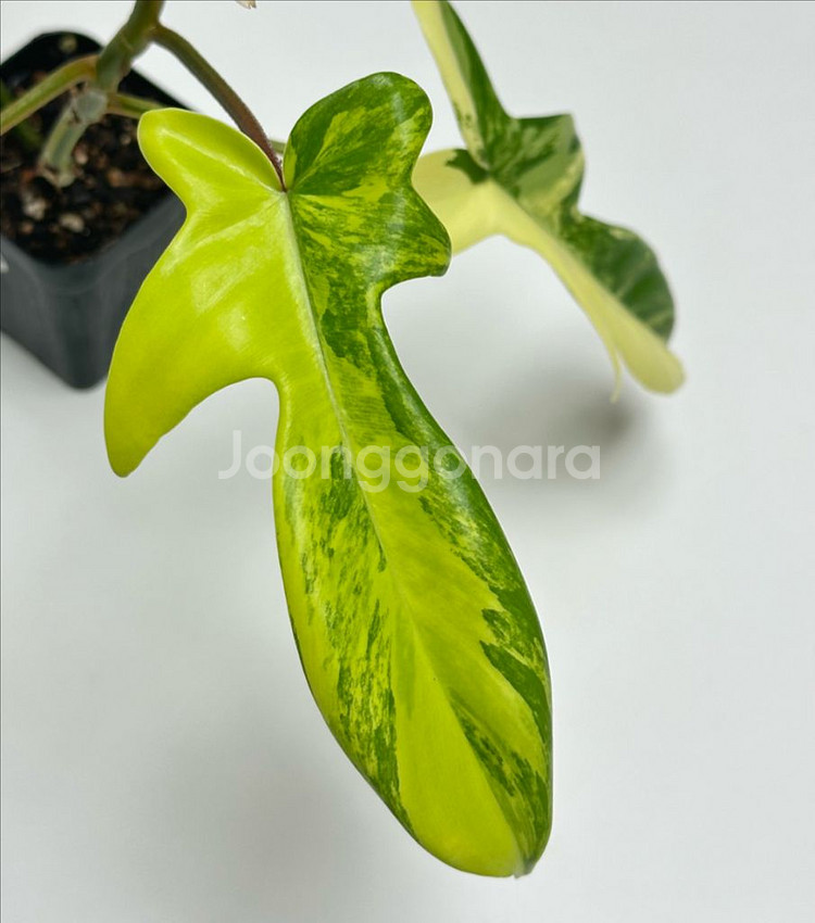 필로덴드론 플로리다 뷰티 바리에가타--5