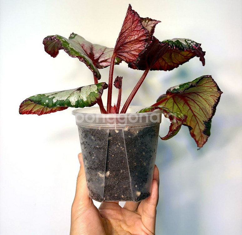 베고니아 홀리데이--2