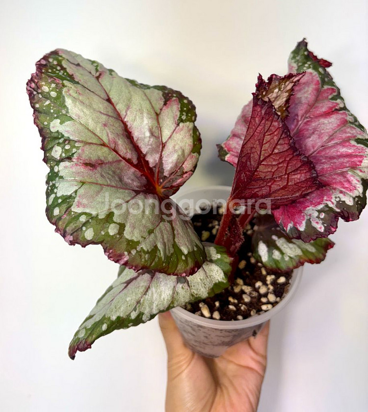 베고니아 홀리데이--1