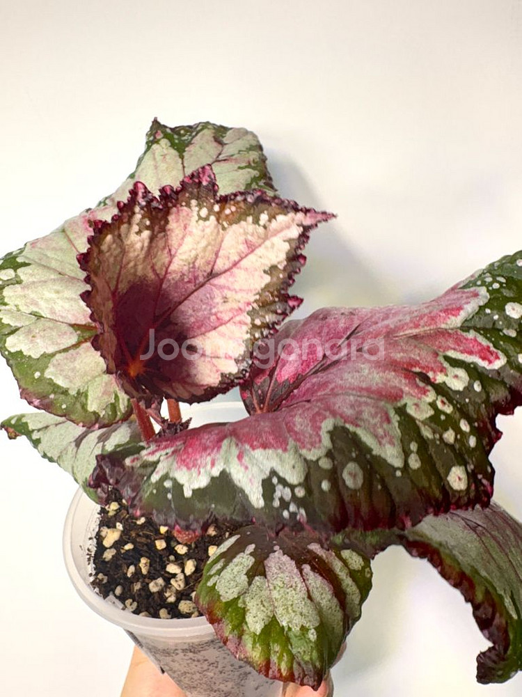 베고니아 홀리데이--0