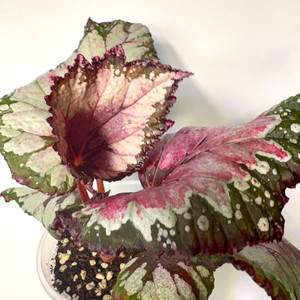 베고니아 홀리데이