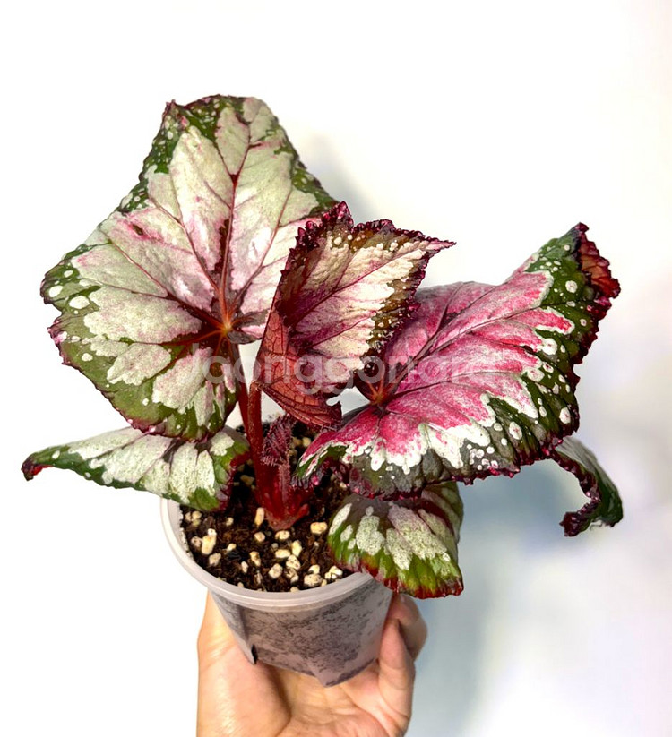 베고니아 홀리데이--3