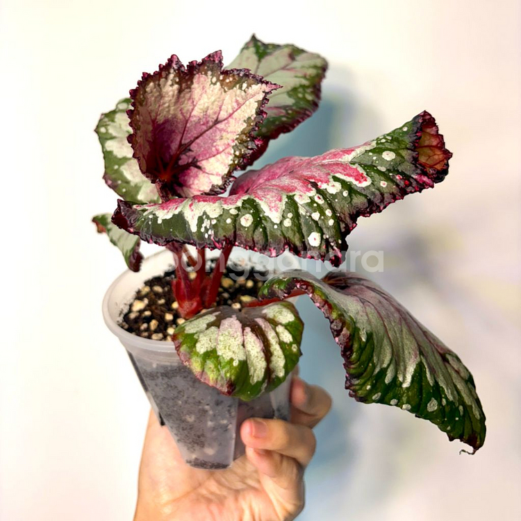 베고니아 홀리데이--4