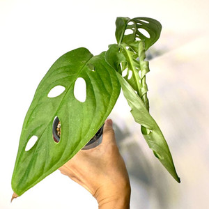 몬스테라 에스쿠토엘레토