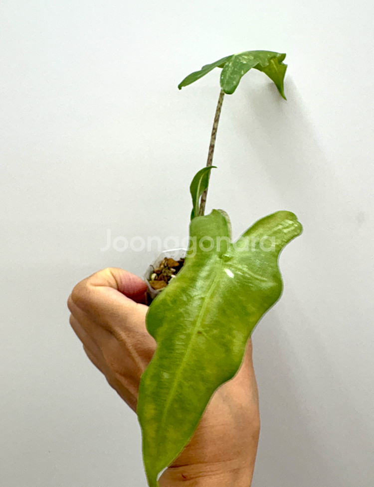 알로카시아 사리안 화이트 바리에가타--1