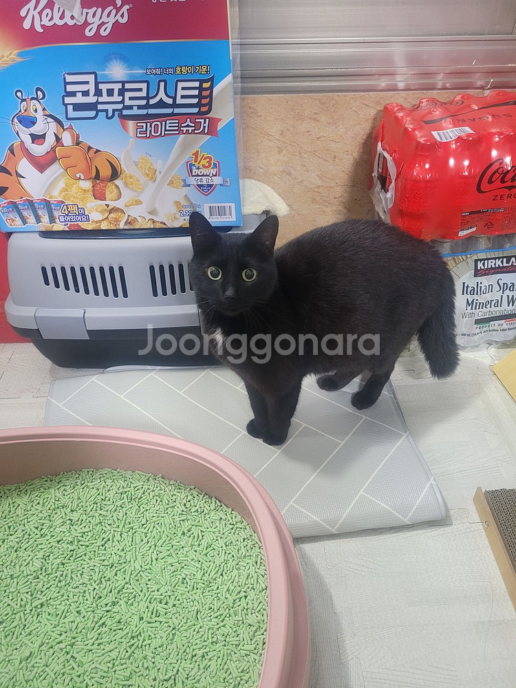 고양이 주인님 쓰레기통--2