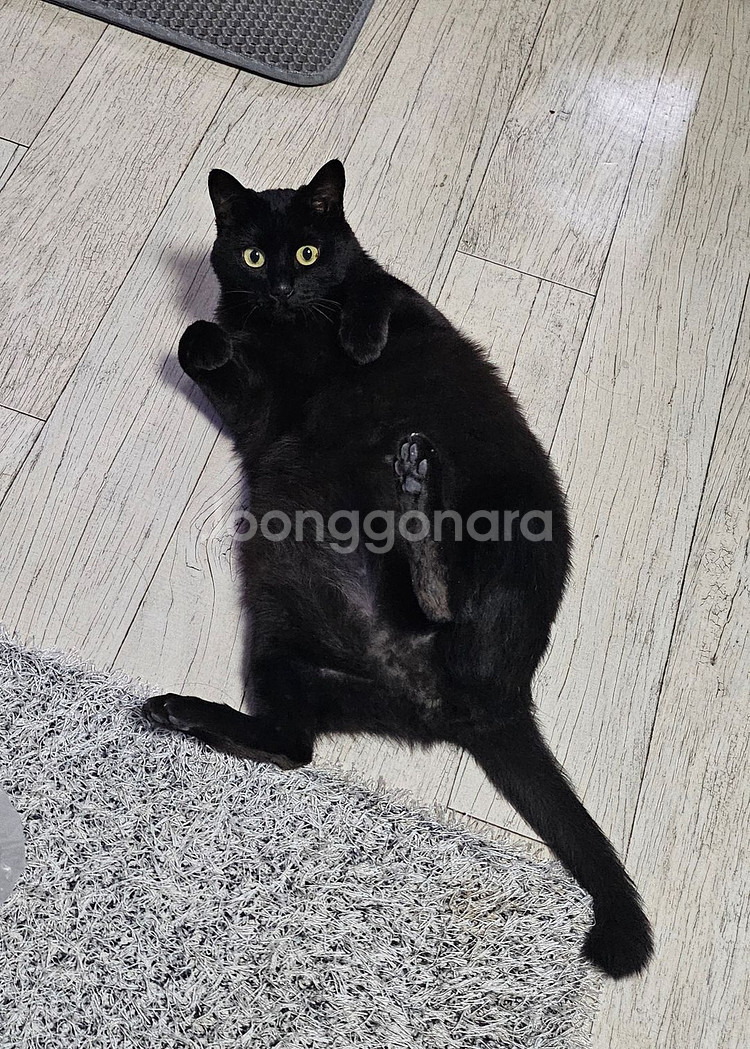 고양이 주인님 쓰레기통--3