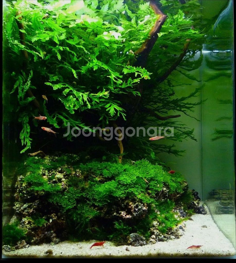 어항세팅,어항레이아웃,어항주문제작,풀세트(출장세팅)--1