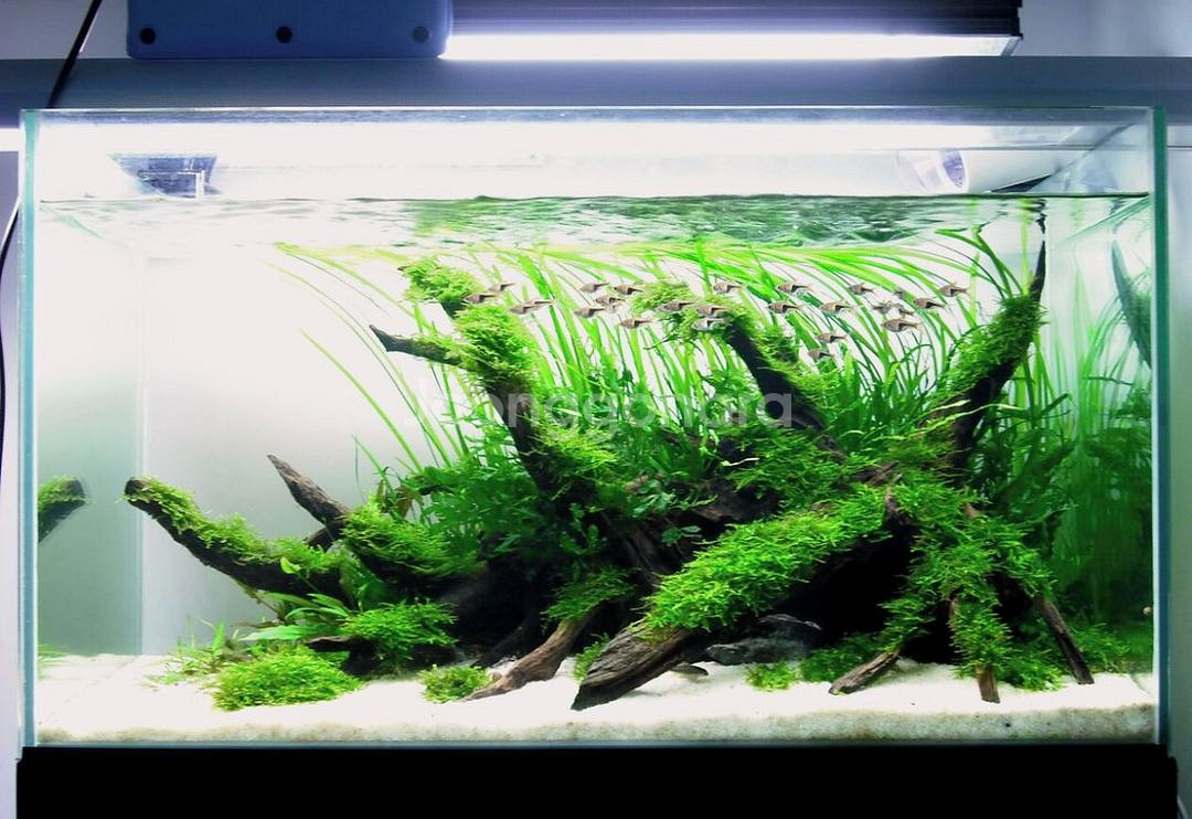 어항세팅,어항레이아웃,어항주문제작,풀세트(출장세팅)--4