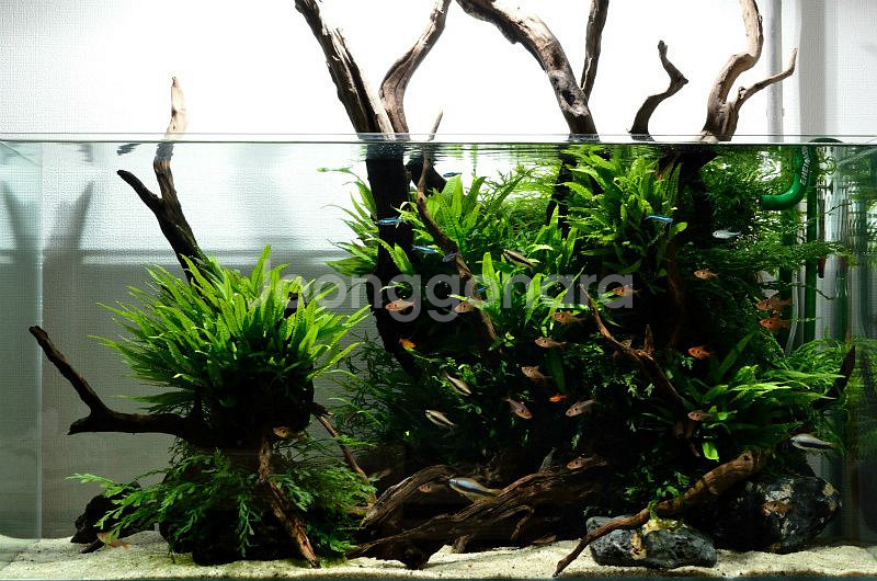 어항세팅,어항레이아웃,어항주문제작,풀세트(출장세팅)--3