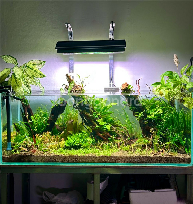 어항세팅,어항레이아웃,어항주문제작,풀세트(출장세팅)--8