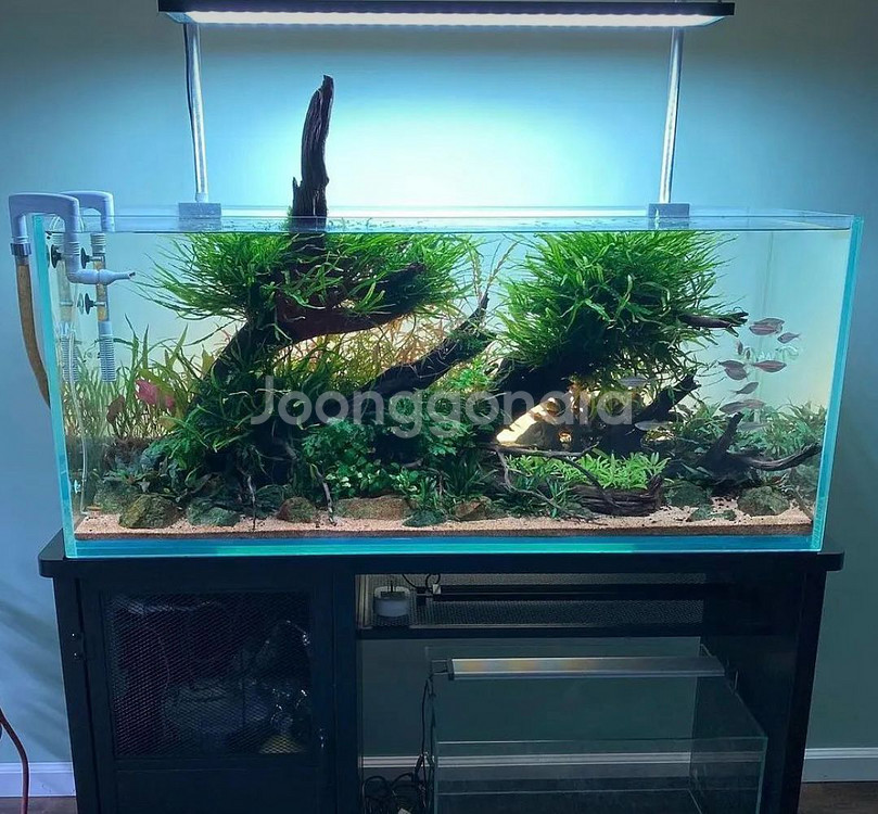 어항세팅,어항레이아웃,어항주문제작,풀세트(출장세팅)--5