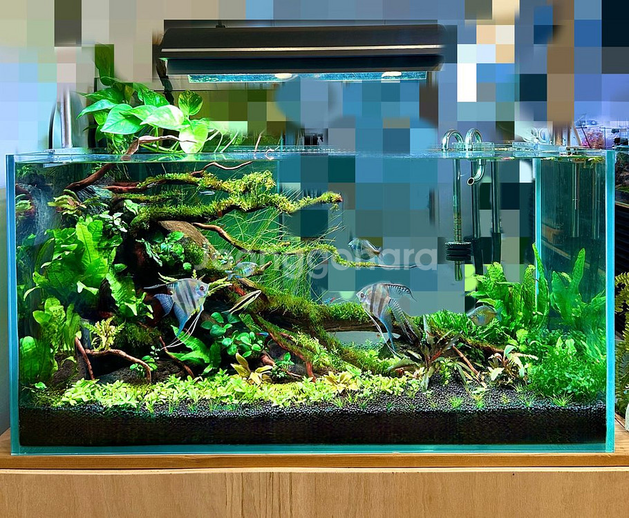 어항세팅,어항레이아웃,어항주문제작,풀세트(출장세팅)--9