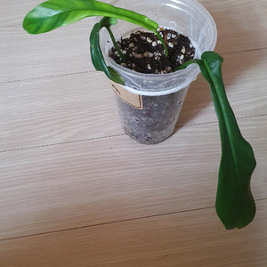 필로덴드론 조에피