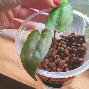 안스리움 테줄라 자미f3블체x다크피닉스