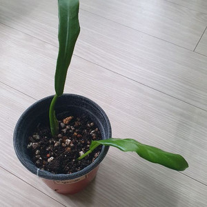 필로덴드론 엘레강스