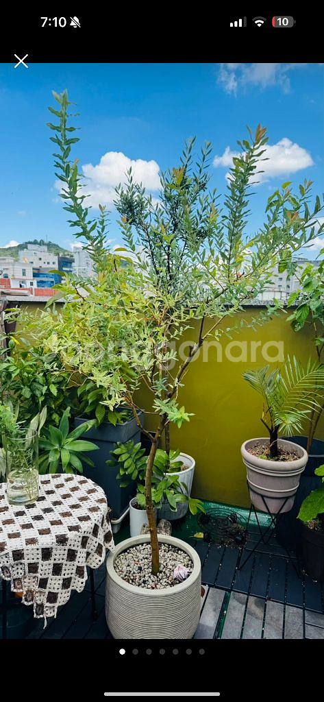 핑크 셀릭스 화분 거저드립 ㅜㅜ--0