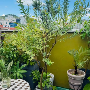 핑크 셀릭스 화분 거저드립 ㅜㅜ