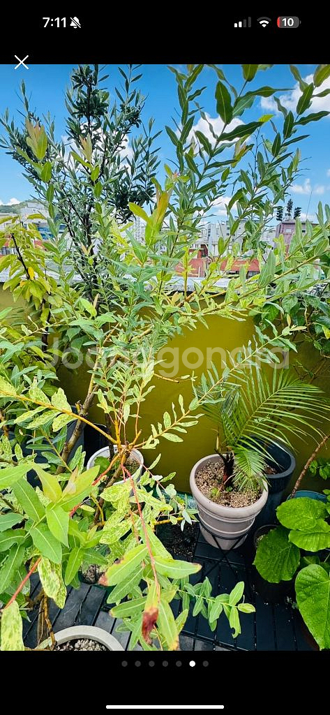 핑크 셀릭스 화분 거저드립 ㅜㅜ--4