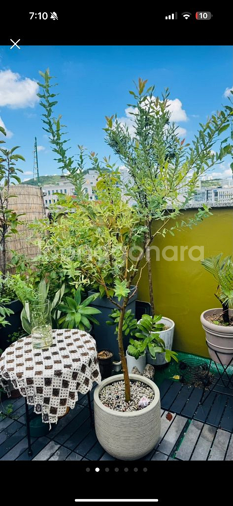 핑크 셀릭스 화분 거저드립 ㅜㅜ--1