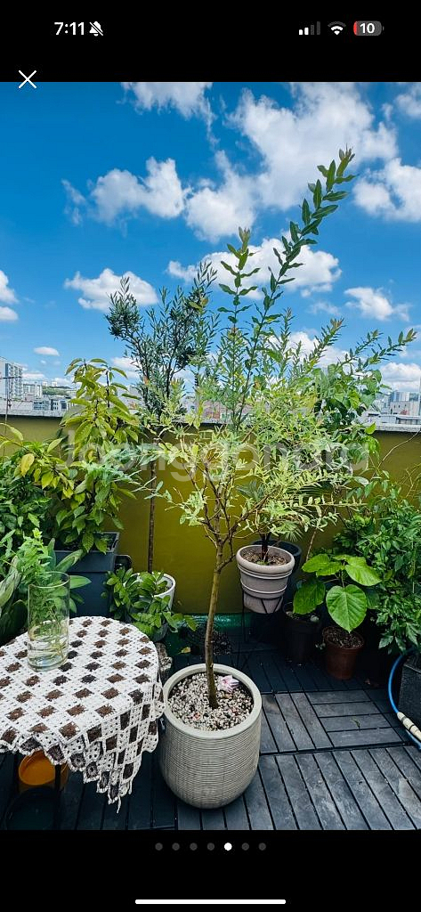 핑크 셀릭스 화분 거저드립 ㅜㅜ--3