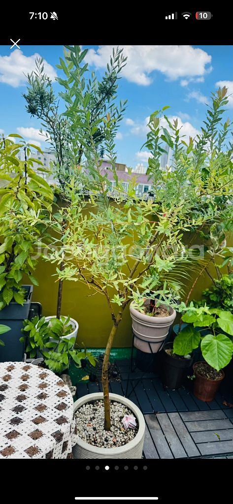 핑크 셀릭스 화분 거저드립 ㅜㅜ--2