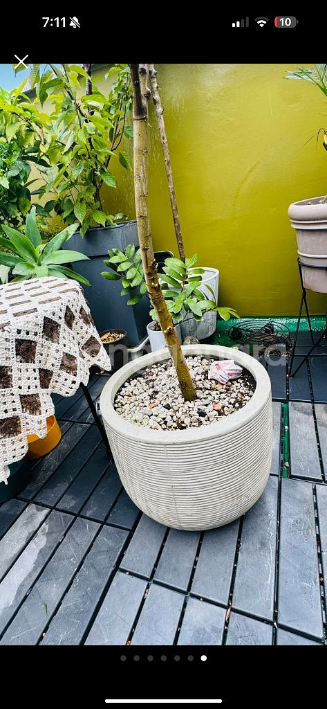 핑크 셀릭스 화분 거저드립 ㅜㅜ--5