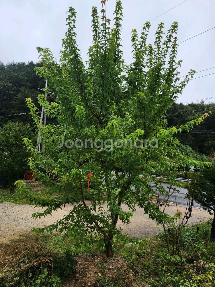 수고 낮은 정원수 판매--3
