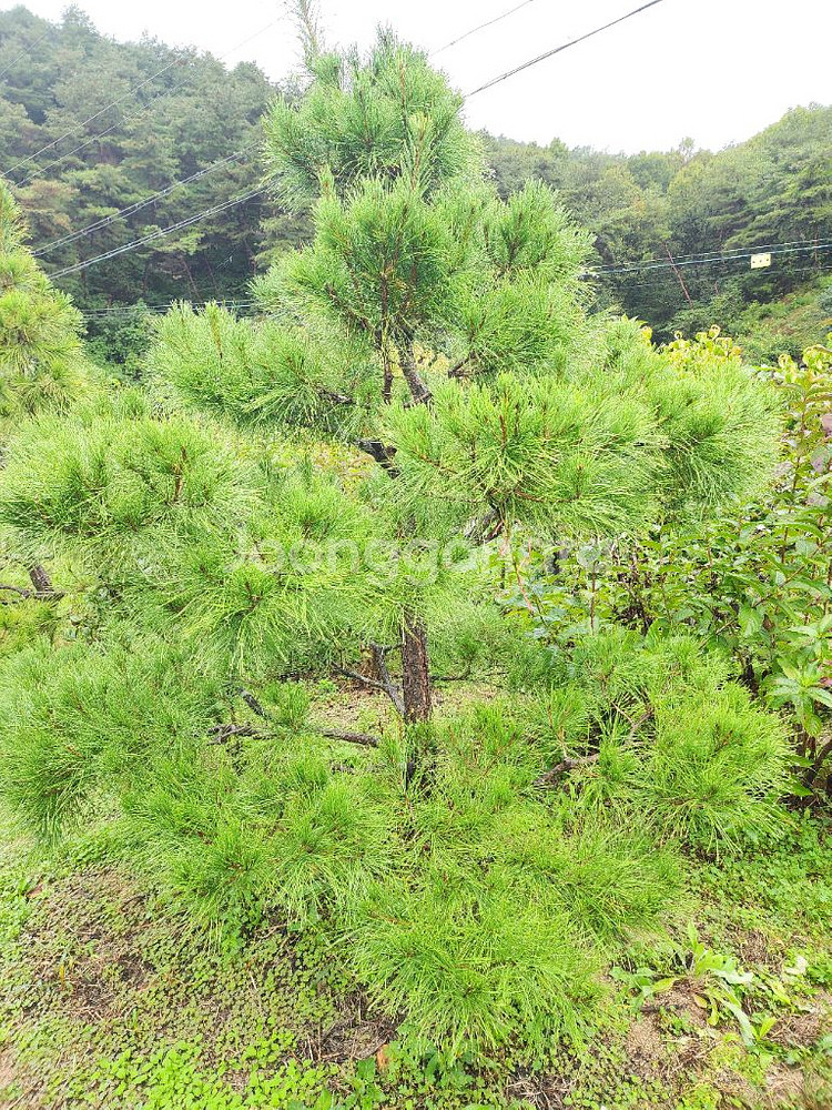 수고 낮은 정원수 판매--4