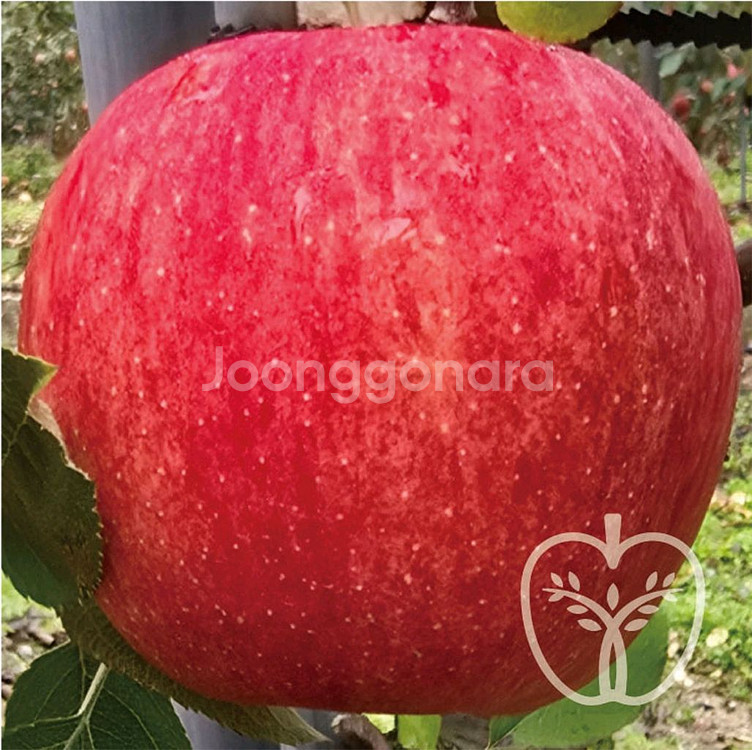 사과묘목 후브락스 후지 무병묘 경산동부묘목 자근묘 이중--0