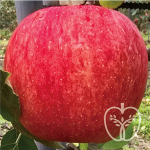 사과묘목 후브락스 후지 무병묘 경산동부묘목 자근묘 이중