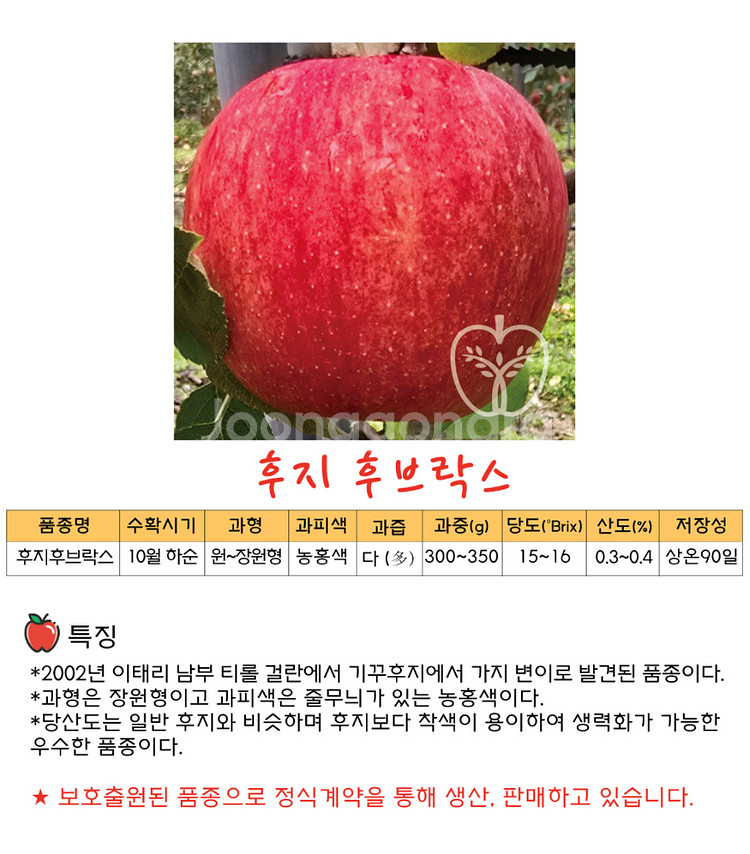 사과묘목 후브락스 후지 무병묘 경산동부묘목 자근묘 이중--1