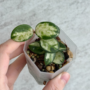 호야 마틸드 바리에가타 (택포)