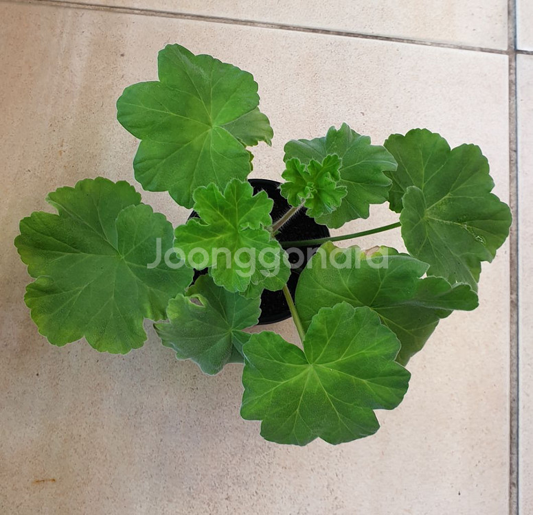 제라늄 가을의키스--0