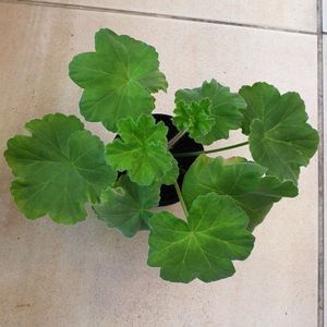 제라늄 가을의키스