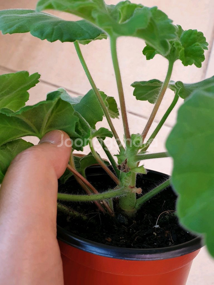 제라늄 가을의키스--1