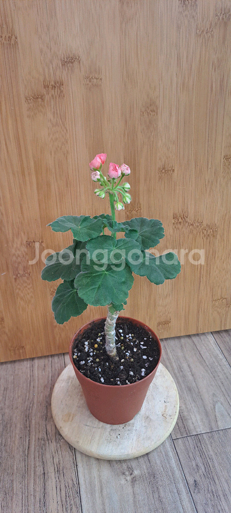 TA 레이디윈터 러시아 제라늄 중품 분양 합니다--0
