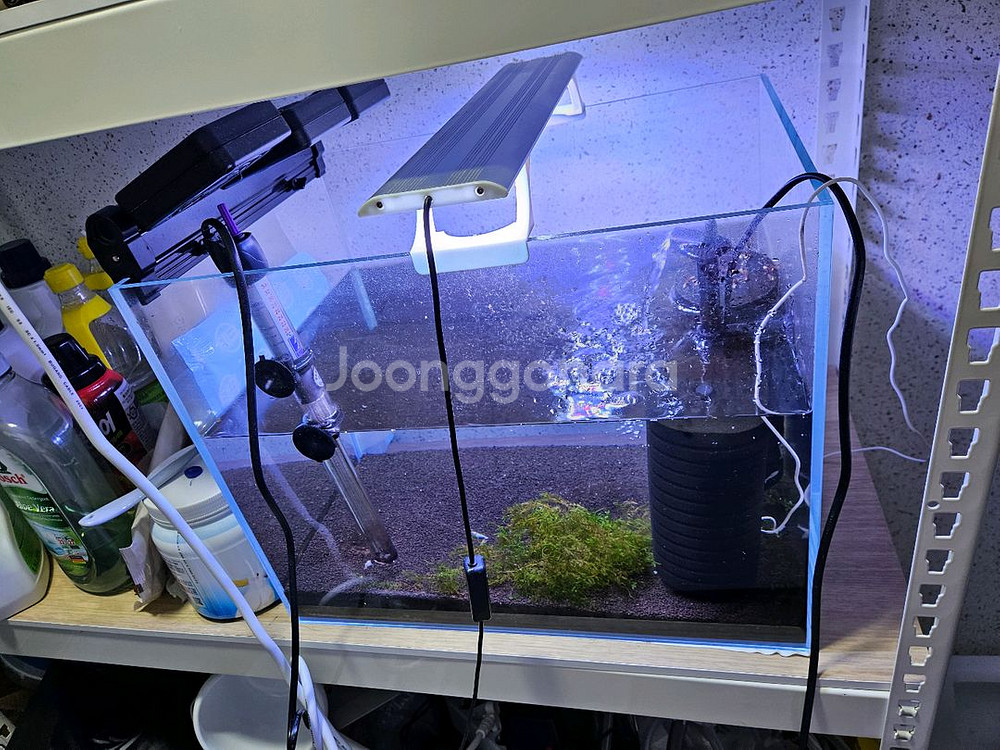 새우어항 세트 슈퍼화이트비--0